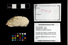 Foto (Objekt + Etikett) von Decapoda indet.  (NHMW-GEO-2014-0194-0948)